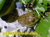 /home//u458753944/public_html/sourcegallery//Frogs/More bullfrogs/DSCN5261.JPG